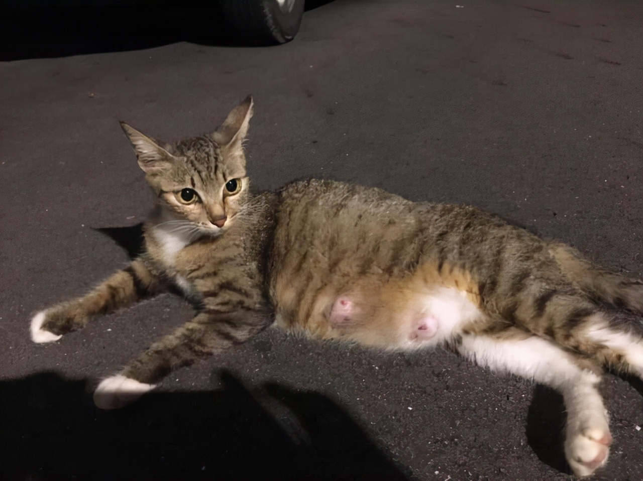 被怀孕猫咪碰瓷,被怀孕母猫碰瓷