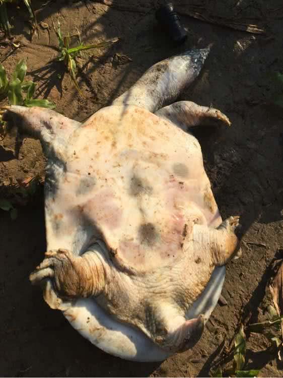 钓甲鱼的猪肝用不完怎么处理,用猪肝钓甲鱼钩如何挂饵图解