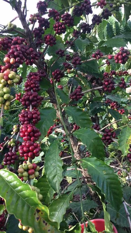 咖啡生活方式,咖啡一半是生活一半是习惯