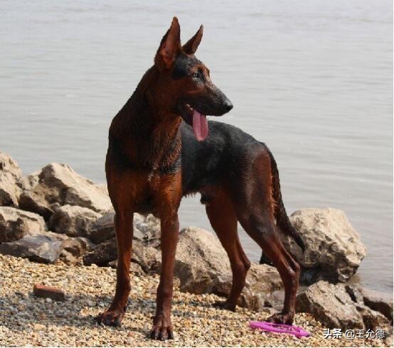 中华神犬,名犬苏联红