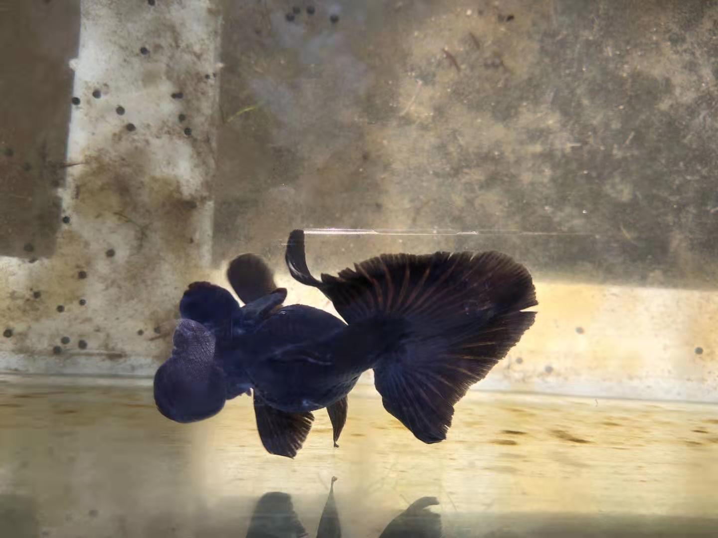 观赏鱼怎么捉,用渔网捉小鱼