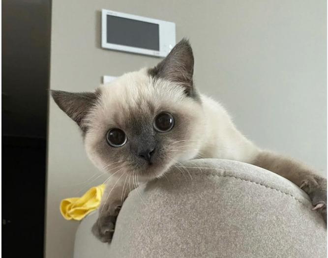 专治猫咪软便的猫粮,猫咪软便怎么办吃干粮还是湿粮