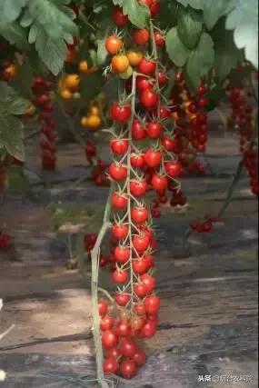 番茄烂果专用药,番茄烂用什么药