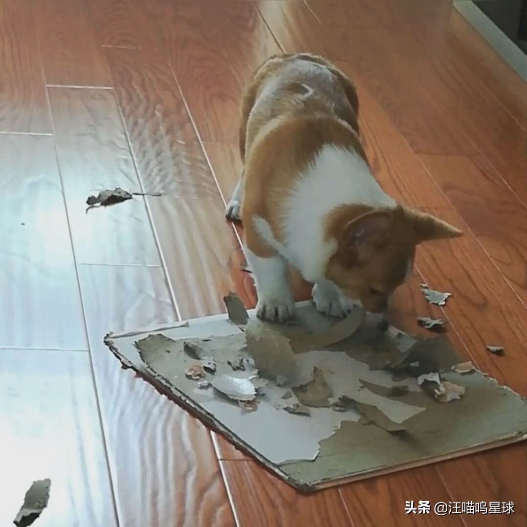 基基复唧唧，柯基战斗机，使出必杀技，底盘更贴地！