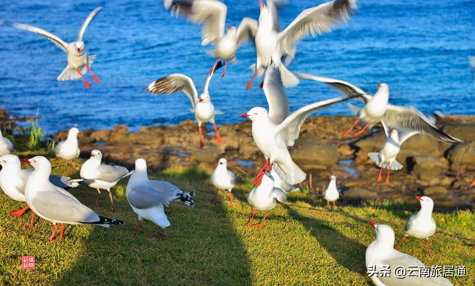 中老铁路昆明到景洪时速多少,中老铁路昆明到景洪多少钱