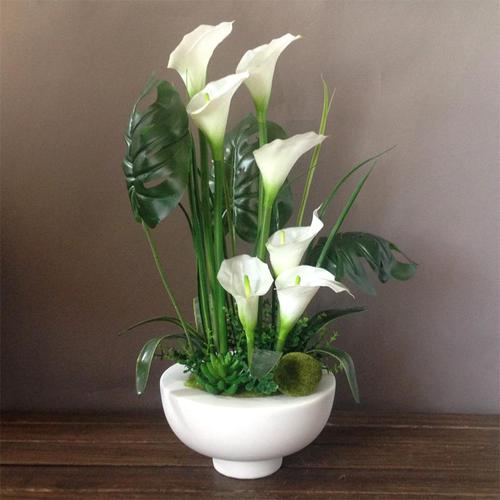 马蹄莲盆栽花期多久,马蹄莲盆栽叶子变软