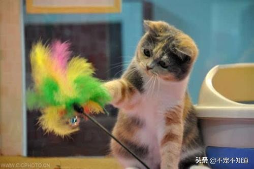 猫咪误吞小东西怎么办,猫咪吃了异物怎么快速拉出来