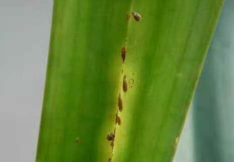 君子兰怎么养最好看看专家怎么说,最贵君子兰9999万图片