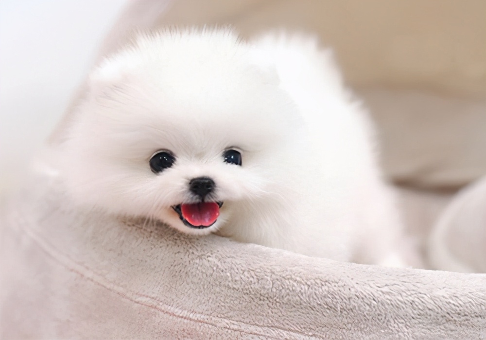 两个月的狗狗拉稀呕吐怎么回事啊,两个月的狗狗又吐又拉稀怎么办