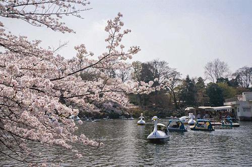 宫崎骏和吉卜力美术馆在线观看,宫崎骏的吉卜力工作室创业背景