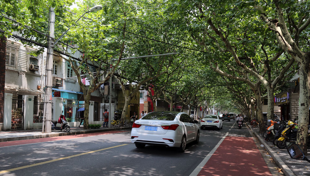 静雅碧螺红茶,静雅武夷