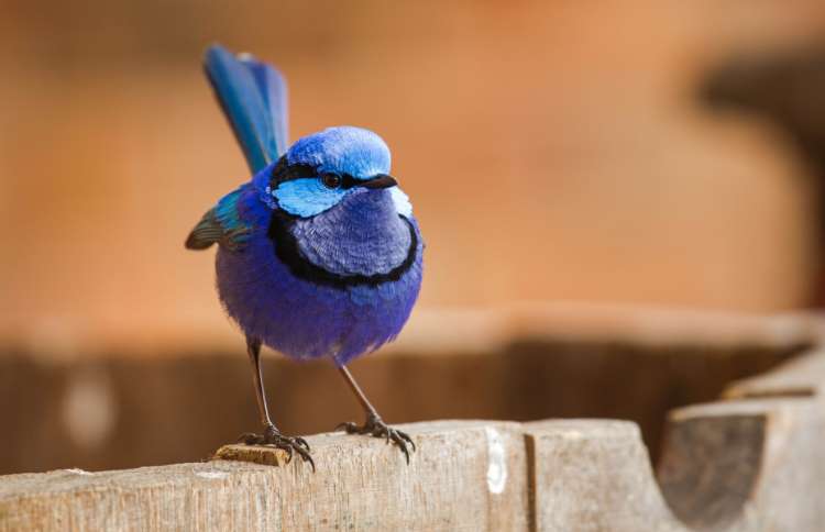 世界上十二种颜色华丽的动物,令人惊艳的17种动物绝对罕见
