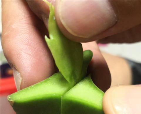 蟹爪兰开花爆盆的小妙招,蟹爪兰开花后的养殖方法