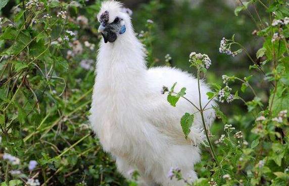 乌鸡为什么越养越贵,养乌鸡会更赚钱吗