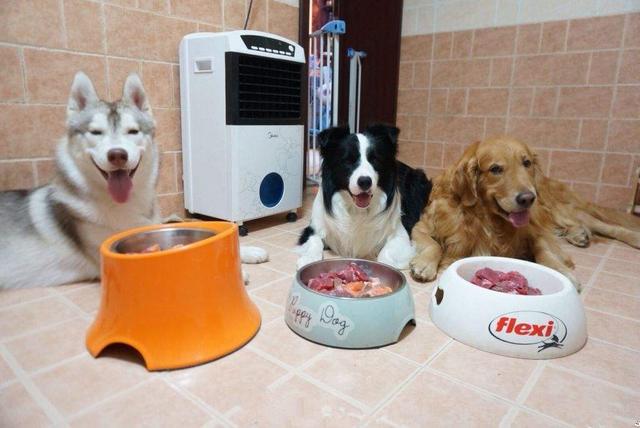 狗狗的食盐摄入量,狗狗每天摄入多少食盐合适