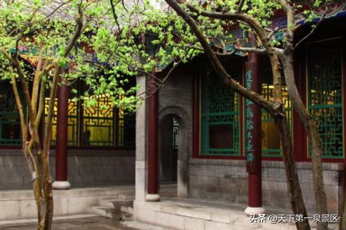 济南万竹林,济南万竹园竹子品种