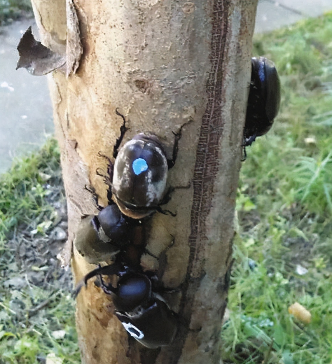 疫情期间12岁小学生做出颠覆常识的发现，以一作身份发了论文