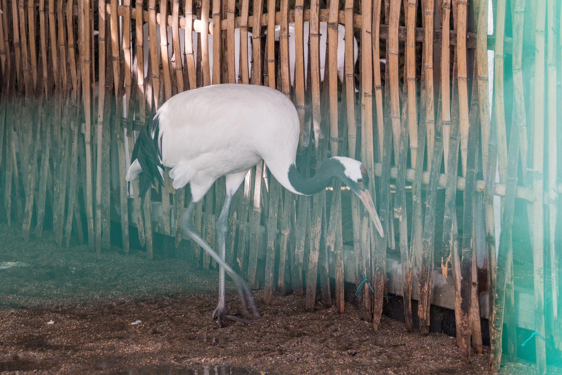 门口养仙鹤、大堂放金丝楠木的酒店，你有见过吗？天台温泉山庄