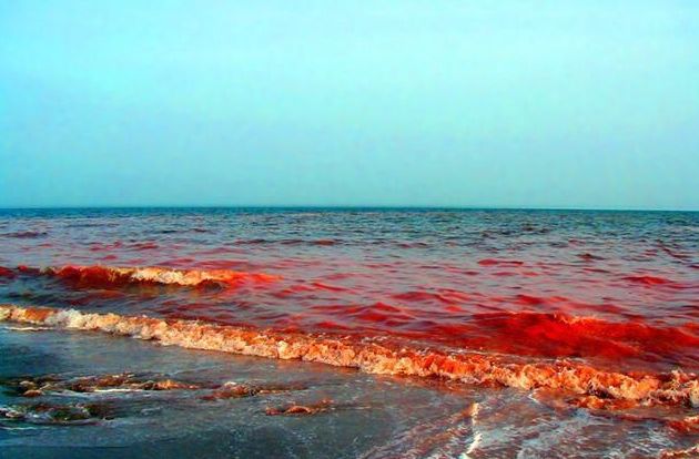 紫贻贝：好吃又好看营养又全面说的正是本贝