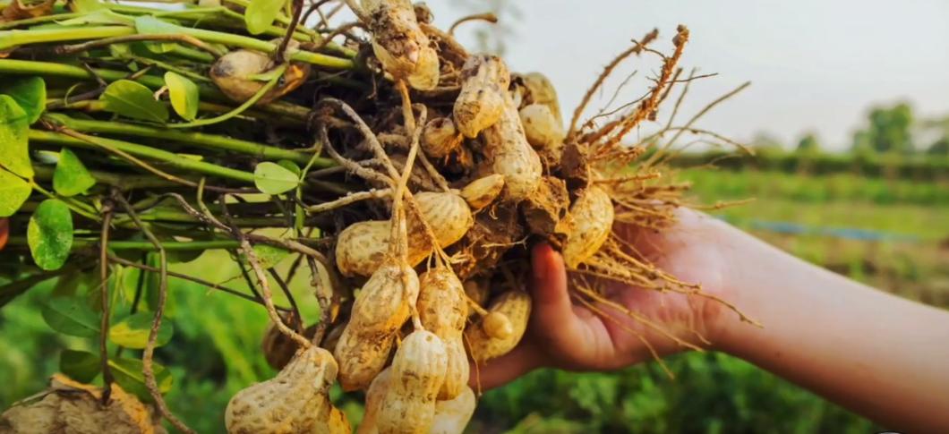 脑细胞植入术,大脑植入技术有什么用