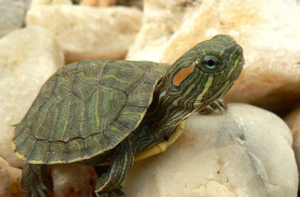 最危险的外来生物巴西龟,外来入侵物种动物名单巴西龟
