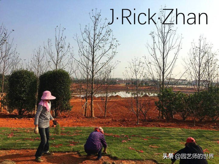 适合北方庭院种植的低矮草坪,家庭庭院怎样混搭种植草坪和蔬菜