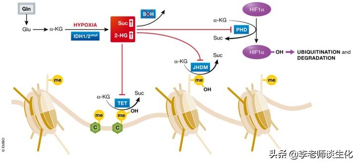 猪必需氨基酸和非必需氨基酸,人体必需氨基酸非必需氨基酸
