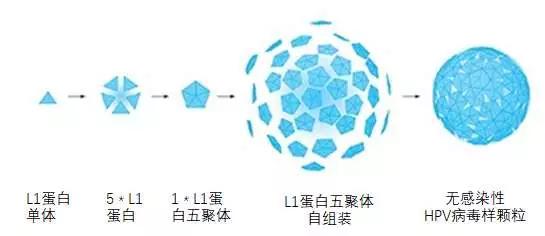 为全市14周岁女孩免费接种hpv疫苗,女性hpv疫苗预防什么