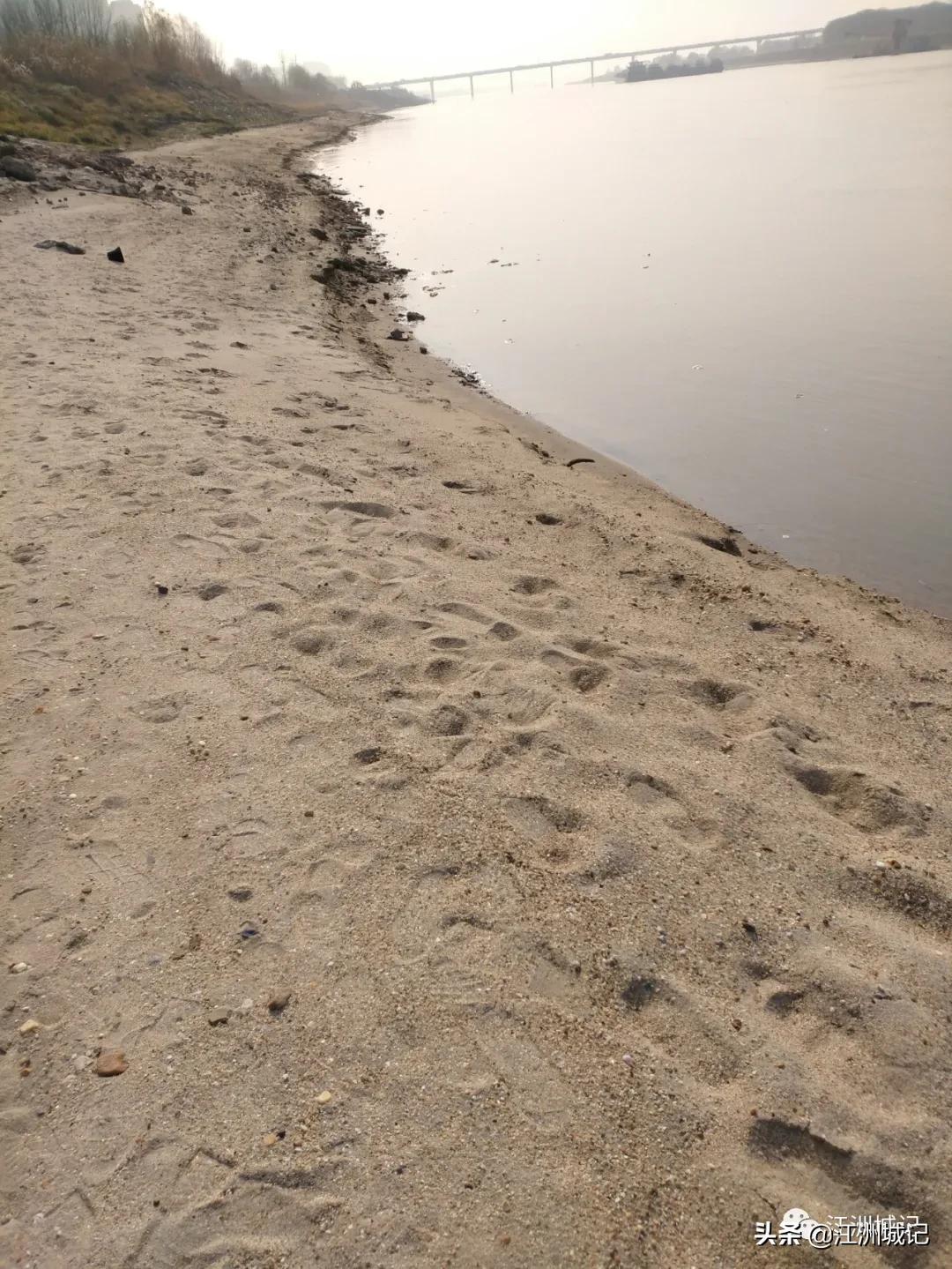 芳草萋萋汉水边,杨泗港大桥江滩公园网红打卡地