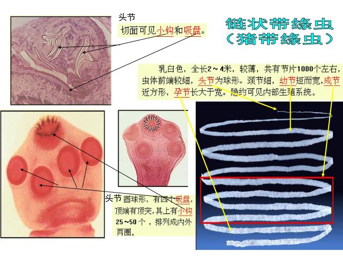 犬猫寄生虫,犬猫寄生虫性皮肤病治疗方法
