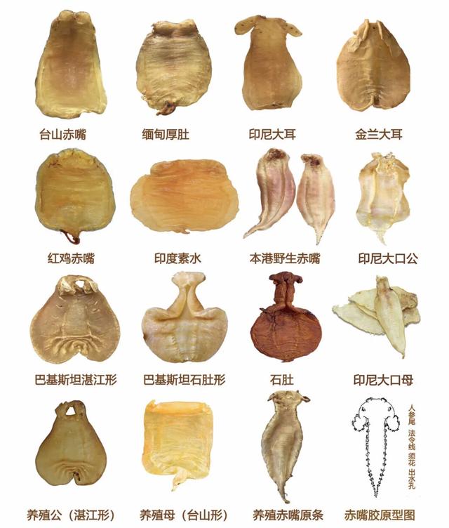 花胶专业鉴定,花胶燕窝正品鉴别图样