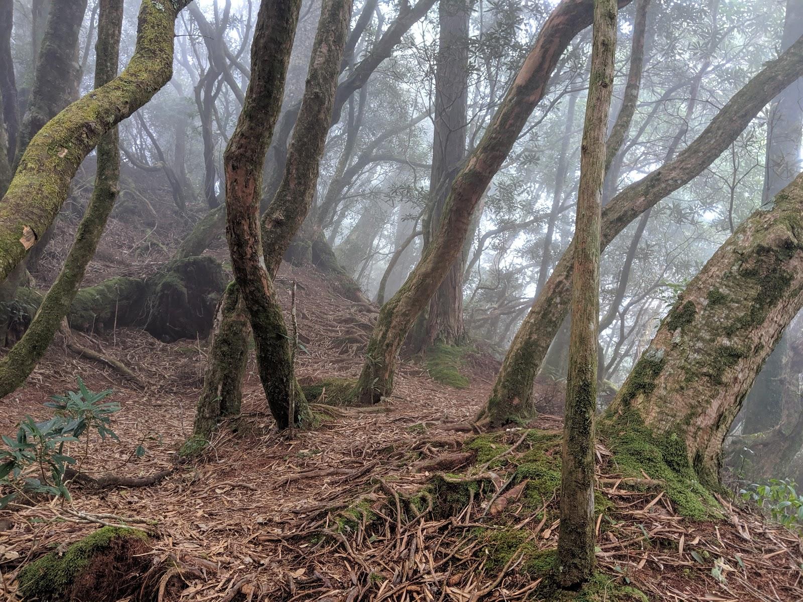 lasportiva登山鞋,lasportiva和scarpa徒步鞋哪个好