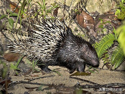 养殖豪猪的风险,豪猪的养殖前景怎样