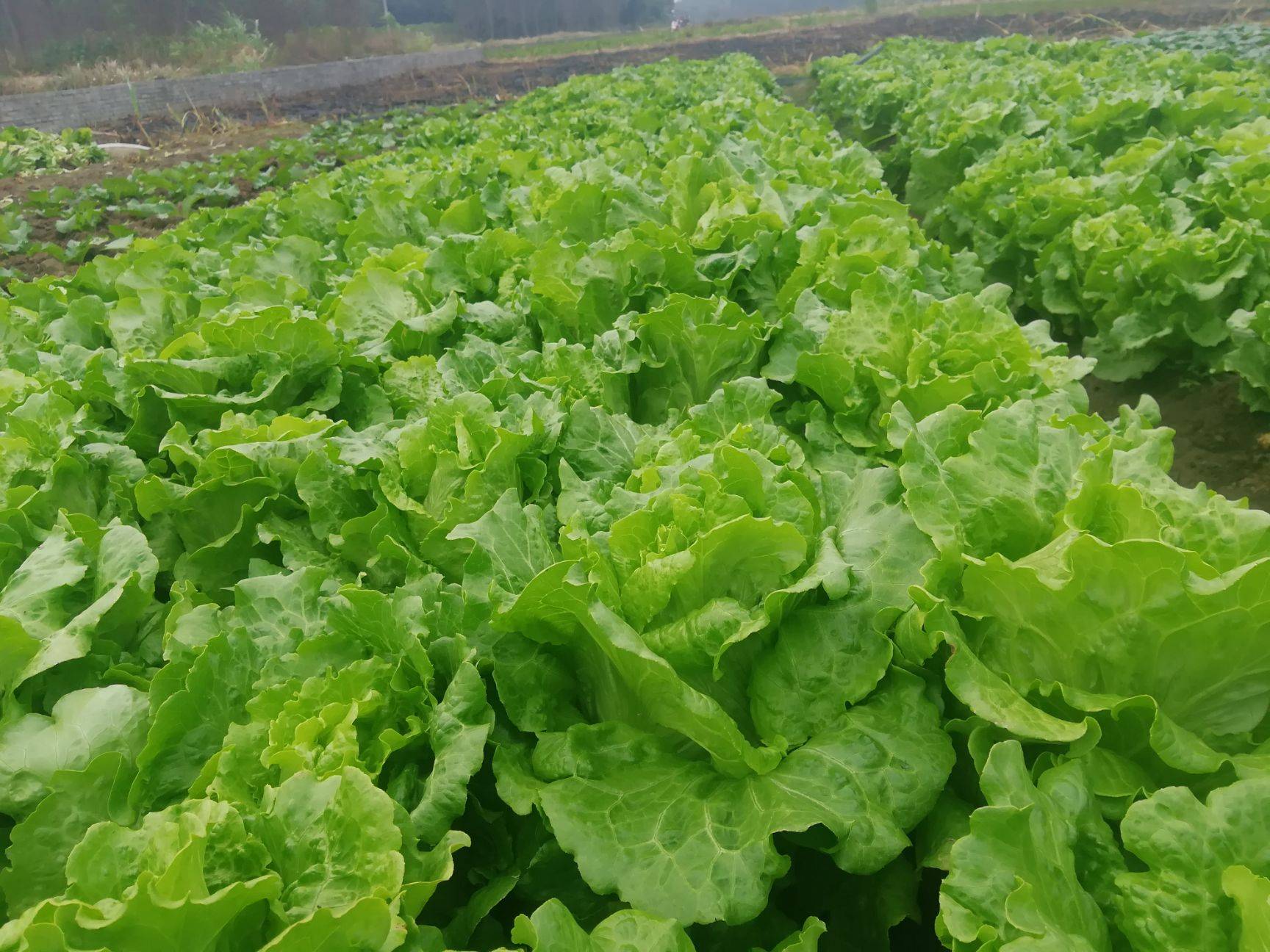 叶菜品类表,叶菜类一览表