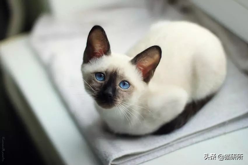 猫传腹是突发性疾病还是遗传疾病 (猫鼻支会遗传给后代吗)