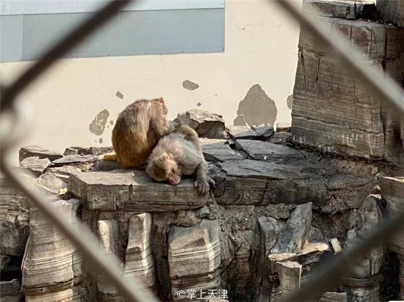 滨海生态城动物园,塘沽5块钱动物园