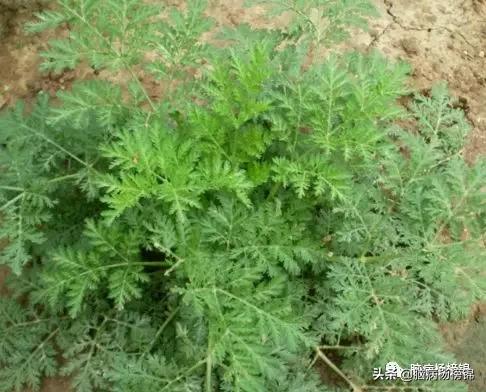 “杏”好马蜂孬蜇住不得了什么草药好就是一把蒿