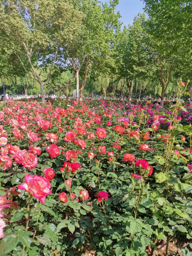 石家庄有哪些免费玩的地方—世纪公园