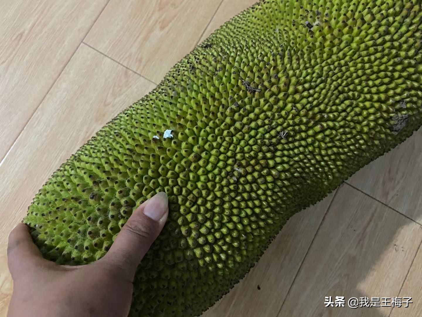 北方人为啥喜欢吃菠萝蜜,北方人没见过海南菠萝蜜