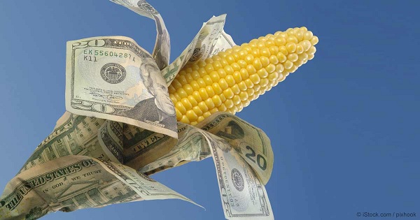 特朗普大概是被安倍忽悠了：日本答应接盘美国玉米，其实根本没有消化能力