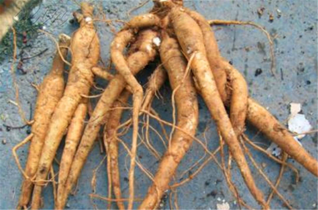 农村野菜别名野人参,农村这种土人参有什么功效