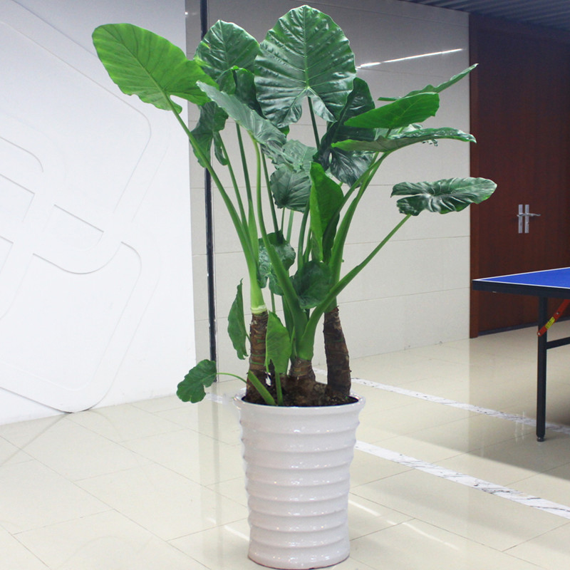 100种绿植大全,50种盆栽绿植花卉大全