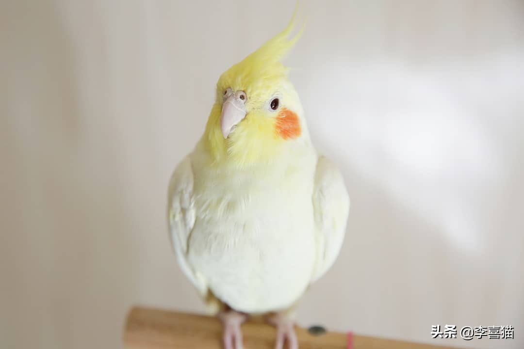 辟谣：鹦鹉虽然很可爱但不是所有的都能养，喜欢的话可以养这三种