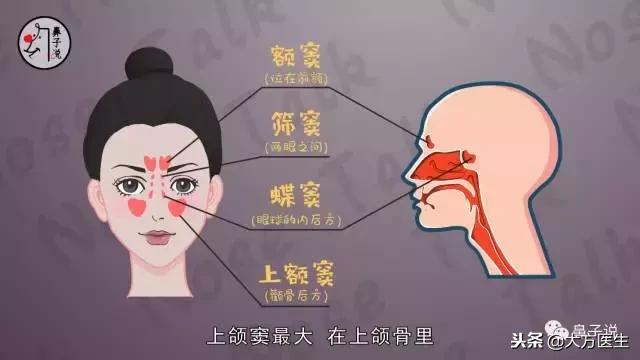 详细看一下鼻子的结构,从鼻孔形状能看出鼻子高低吗