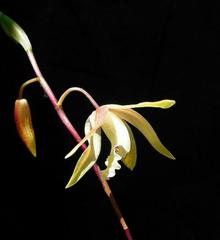 中药白芨的功效,白芨中医药故事