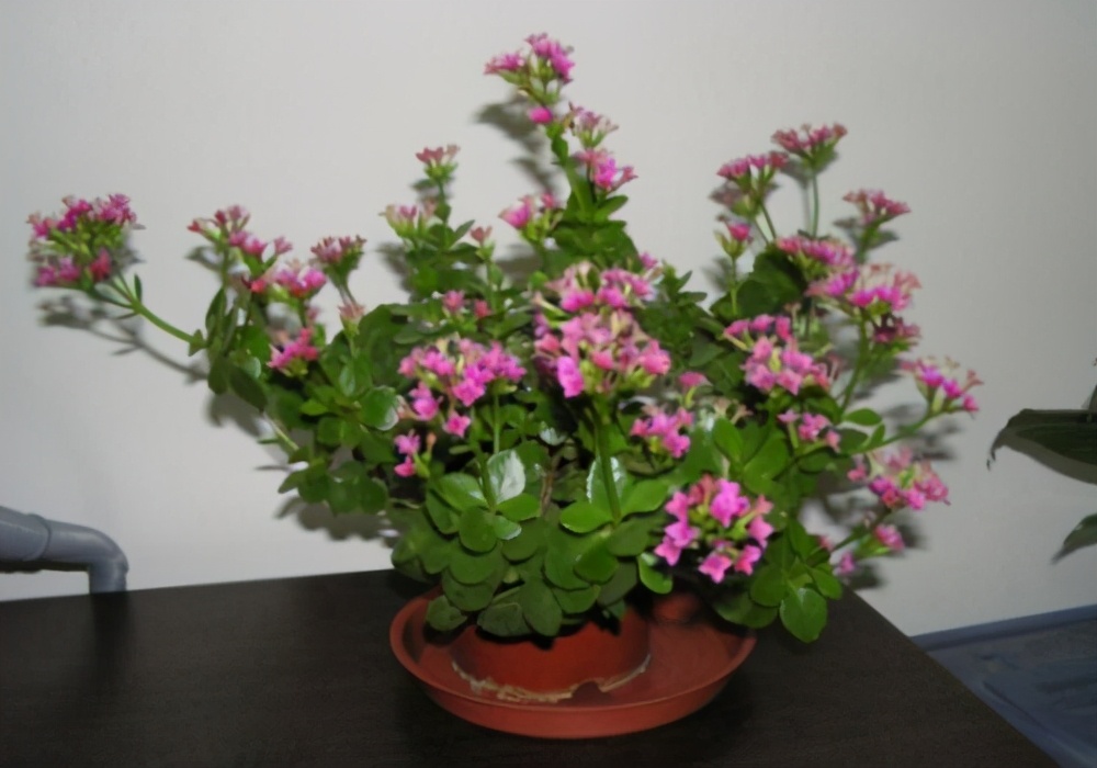 这8样植物可以在家养,家里养的3种常见植物