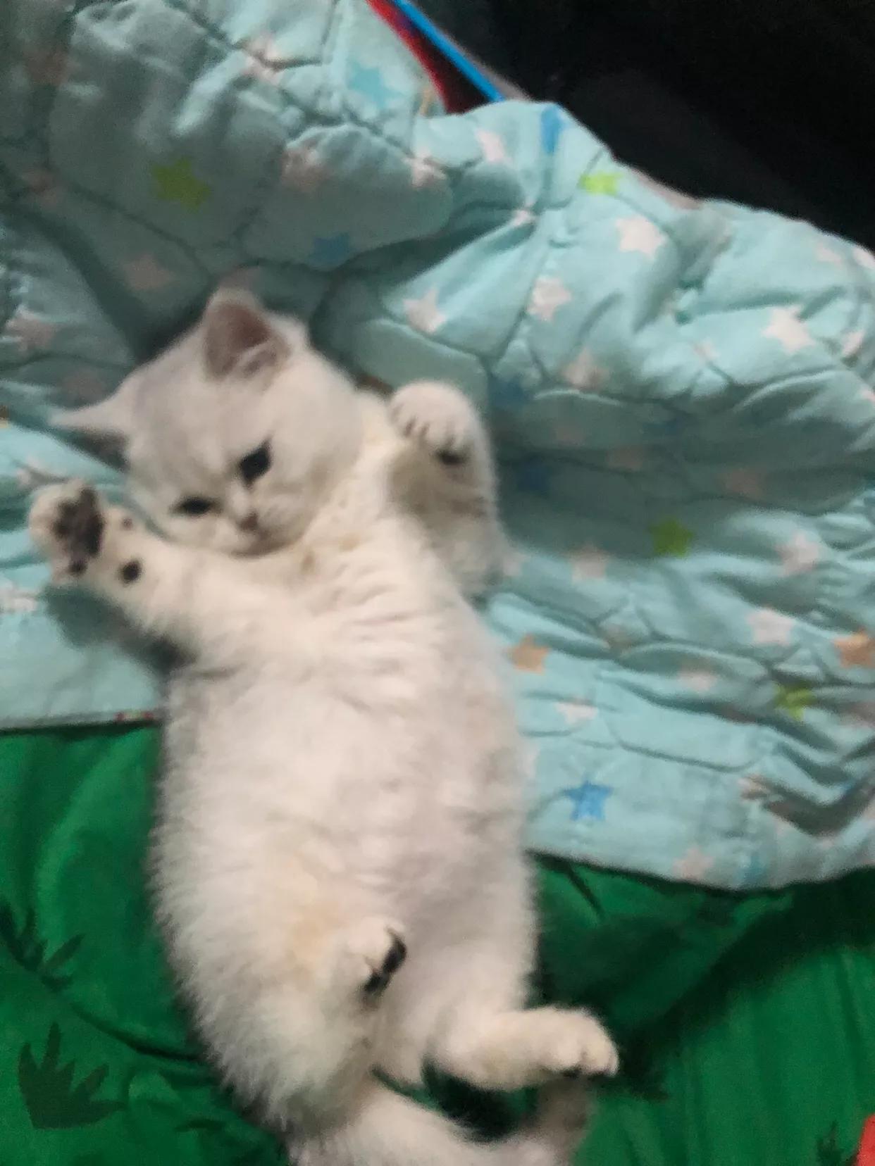 猫咪的几种叫声作品,猫咪不同叫声表达的意思