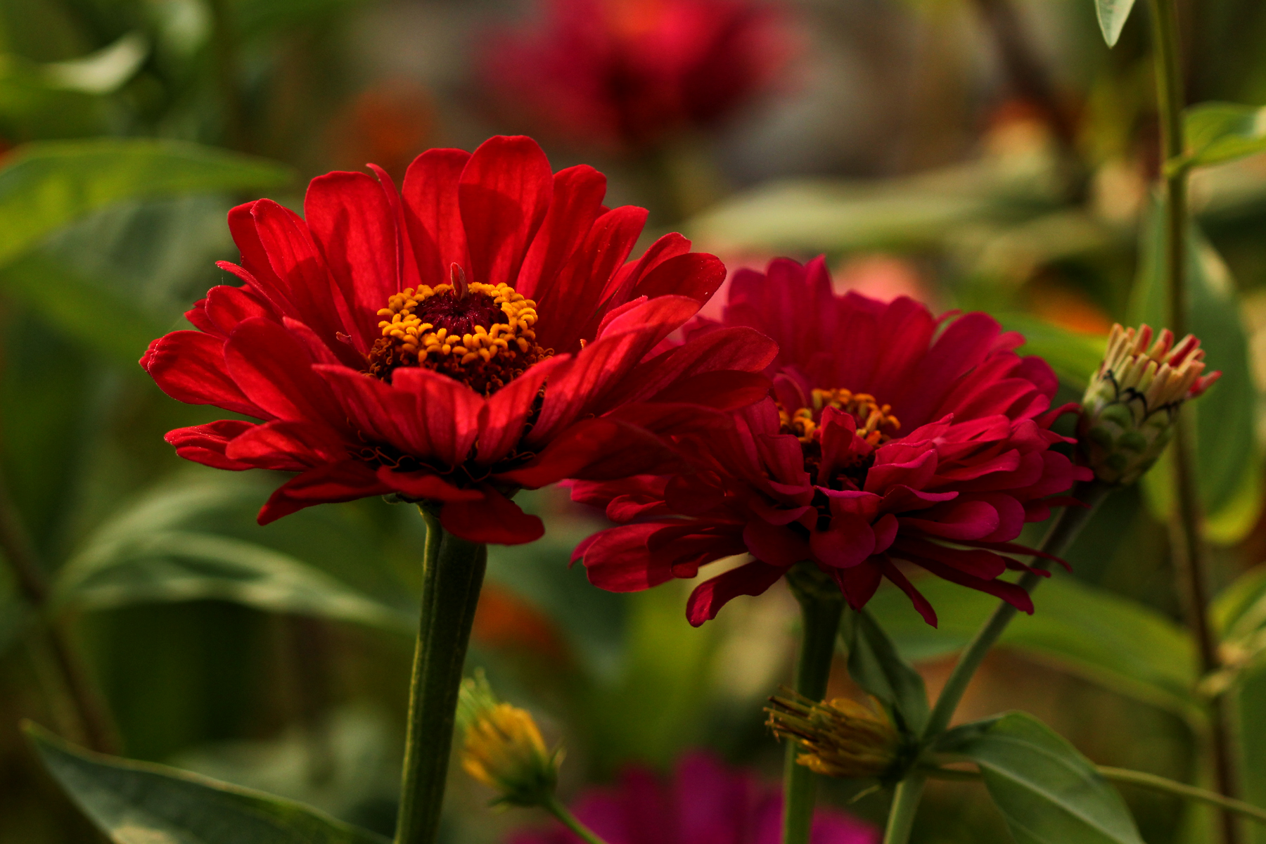 试解孙策东冶屠城事件之谜