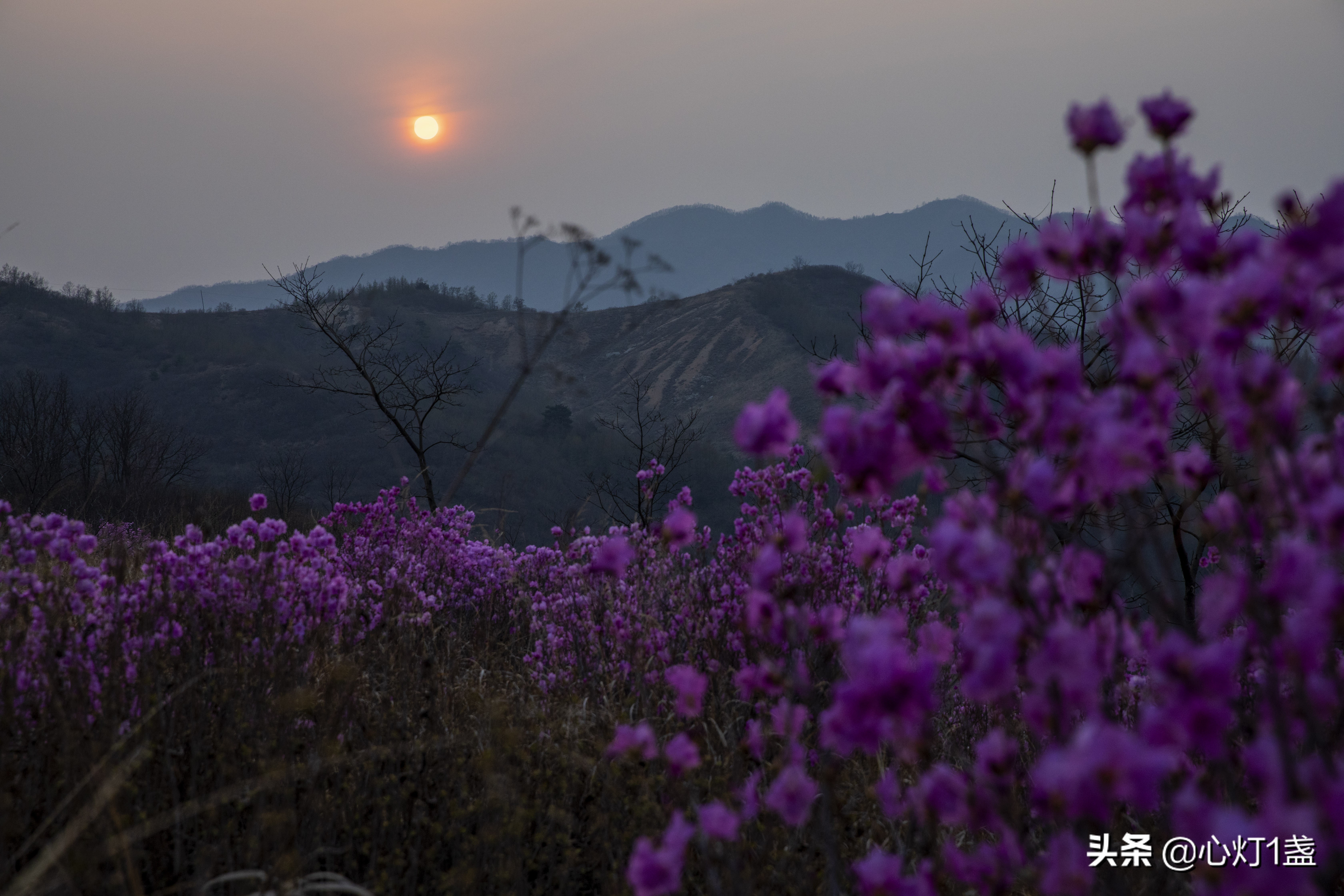 岫岩映山红花海要门票吗,岫岩黄岭映山红花期