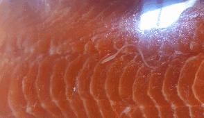 为什么瑞典人不吃挪威产的三文鱼?